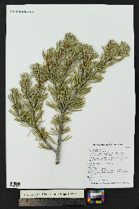 Pinus edulis image