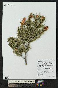 Pinus edulis image