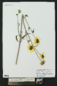 Helianthus petiolaris image