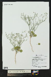 Eriogonum rotundifolium image