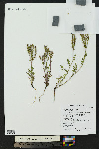 Phacelia popei image