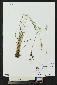 Juncus interior image