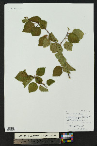 Betula occidentalis image