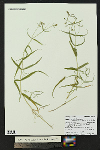 Pseudostellaria jamesiana image