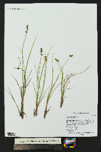 Carex echinata image