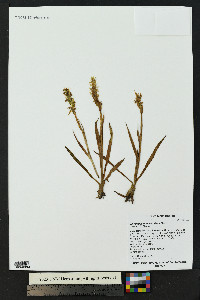 Spiranthes romanzoffiana image