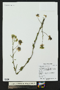 Abronia fragrans image