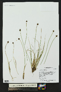 Carex illota image