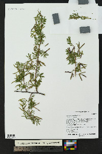 Mimosa aculeaticarpa var. biuncifera image