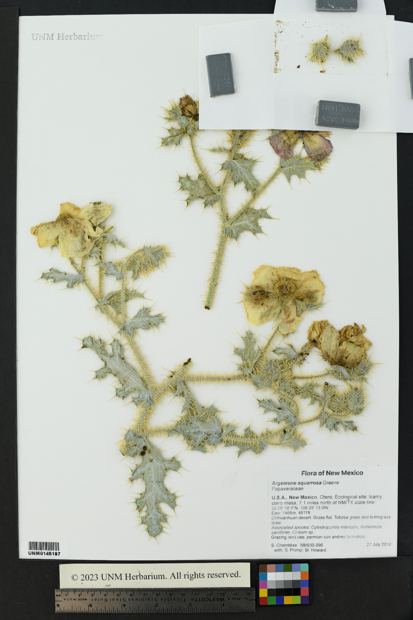 Argemone squarrosa image