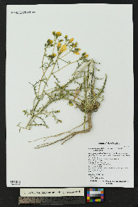 Mentzelia sivinskii image