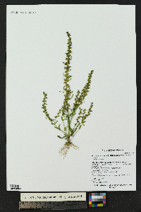 Veronica peregrina subsp. xalapensis image