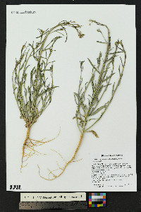 Sisymbrium linifolium image