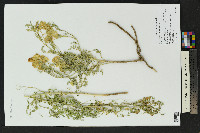 Sphaerophysa salsula image