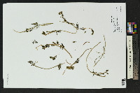 Ranunculus aquatilis image