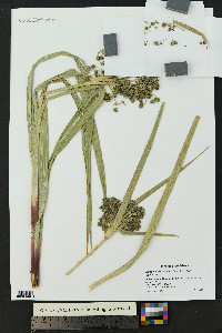 Scirpus microcarpus image