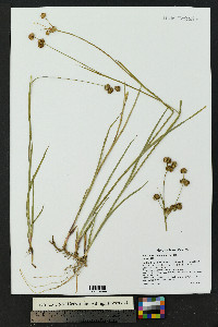 Juncus ensifolius var. montanus image