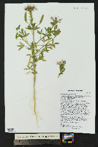 Polanisia dodecandra image