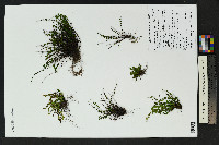 Asplenium trichomanes subsp. trichomanes image