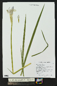 Iris missouriensis image