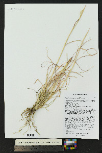 Bothriochloa laguroides image