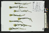 Castilleja occidentalis image