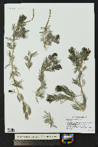 Myriophyllum sibiricum image