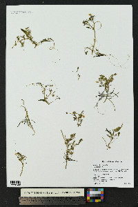 Ranunculus aquatilis image