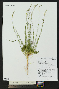 Polygala alba image