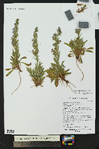 Penstemon ophianthus image