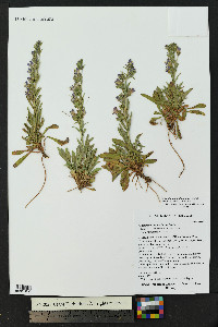 Penstemon ophianthus image