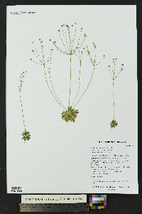 Androsace septentrionalis image