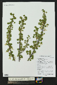 Ribes americanum image