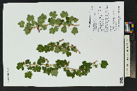 Ribes pinetorum image