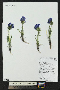 Polemonium viscosum image