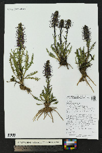 Pedicularis groenlandica image