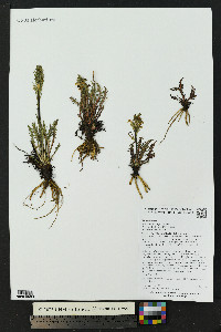 Pedicularis parryi image