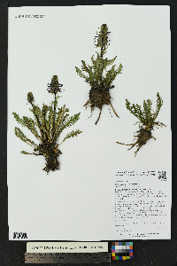 Pedicularis groenlandica image