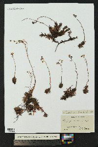 Saxifraga bronchialis image