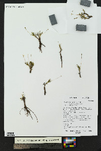 Phemeranthus parviflorus image