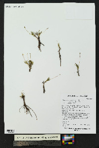 Phemeranthus parviflorus image