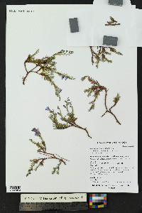 Penstemon linarioides image