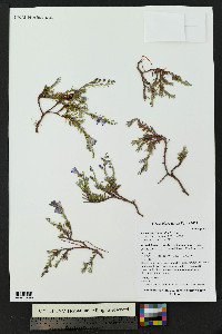 Penstemon linarioides image