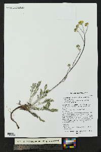 Hymenopappus filifolius var. pauciflorus image