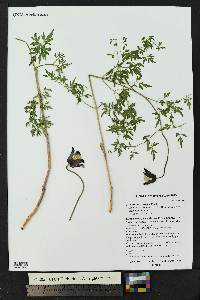 Clematis hirsutissima image