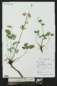 Aquilegia elegantula image