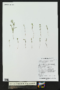 Gayophytum ramosissimum image