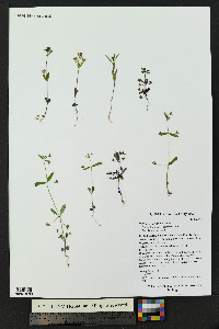 Collinsia parviflora image