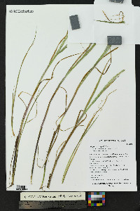 Alopecurus aequalis image