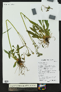 Valeriana acutiloba image